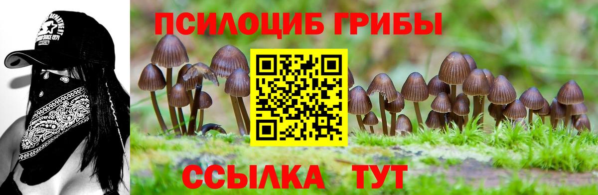 Галлюциногенные грибы Psilocybine cubensis Кимовск